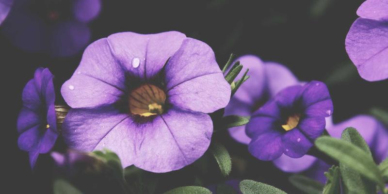 辽源社区治理新篇章：智慧养老与‘网格化’管理如何织就幸福生活网